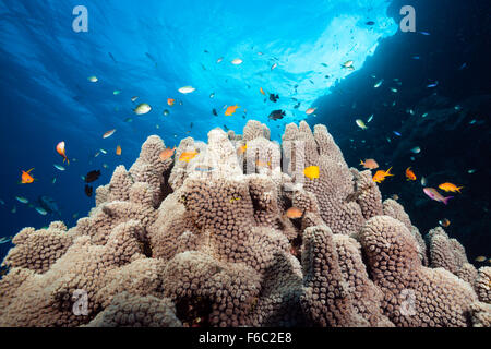 Barrière de Corail, Grande Barrière de Corail, Australie Banque D'Images