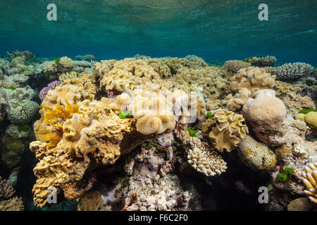 Haut de récif, Grande Barrière de Corail, Australie Banque D'Images