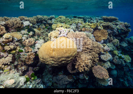 Haut de récif, Grande Barrière de Corail, Australie Banque D'Images