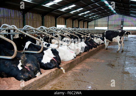 Les vaches laitières Holstein couché dans le sable des cabines de soins externes. England UK. Photo montre un grand nombre de vaches prévues dans des box montrant bien les animaux Banque D'Images