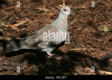 Pigeon mouchetée d'Afrique subsaharienne ou de l'Afrique (le pigeon Columba guinea) posant sur le terrain Banque D'Images