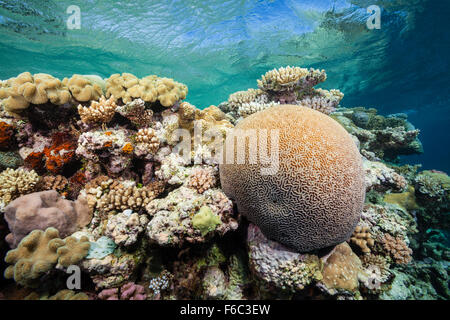 Haut de récif, Grande Barrière de Corail, Australie Banque D'Images