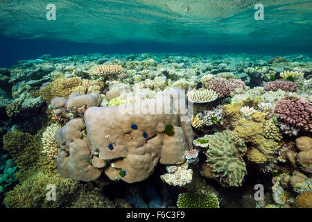 Haut de récif, Grande Barrière de Corail, Australie Banque D'Images