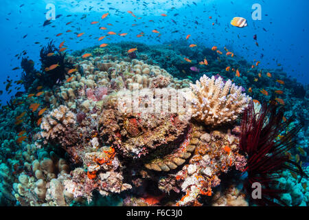 Synanceia verrucosa poisson-pierre, corail, Osprey Reef, Mer de Corail, Australie Banque D'Images