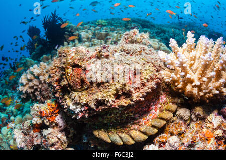 Synanceia verrucosa poisson-pierre, corail, Osprey Reef, Mer de Corail, Australie Banque D'Images