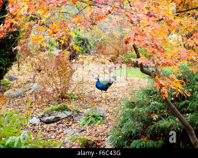 Vue d'un paon et belle de l'automne (automne) couleurs de parc Beacon Hill à Victoria, Colombie-Britannique, Canada. Banque D'Images