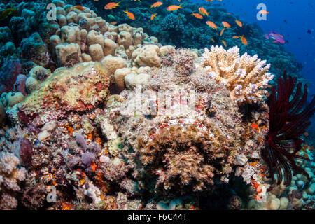 Synanceia verrucosa poisson-pierre, corail, Osprey Reef, Mer de Corail, Australie Banque D'Images