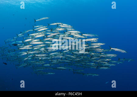 Banc de barracuda à nageoires noires, Sphyraena qenie, Osprey Reef, Mer de Corail, Australie Banque D'Images