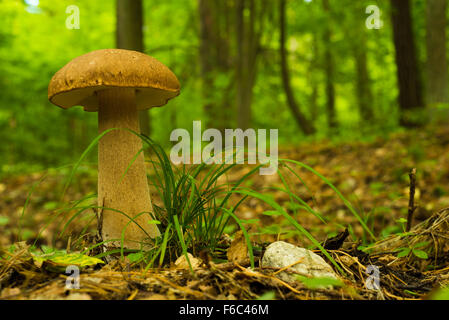 Cèpes, champignons Banque D'Images