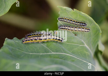 Large White, chenilles mangeant leur voie par Kale en potager. Banque D'Images