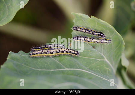 Large White, chenilles mangeant leur voie par Kale en potager. Banque D'Images