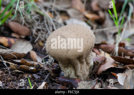 Champignons sauvages, Lycoperdon nigrescens, puffball sombre dans la forêt. L'Espagne. Banque D'Images