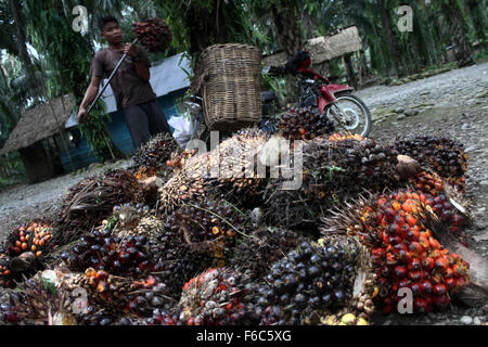 Sumatra, Indonésie. 16 Nov, 2015. Edy, 19, le fardeau des travailleurs de l'huile de palme dans les fruits récoltés dans les charrettes, les plantations de palmier à huile en Langkat, Nord de Sumatra, Indonésie le dimanche, Novembre 15, 2015. L'huile de palme est la plus consommée et produite dans le plus grand producteur mondial d'huile utilisée dans l'alimentation et le carburant qui est encore dominé par les pays en Asie du Sud-Est, Amérique du Sud, et l'Afrique. déclenché par le phénomène climatique El Niño a fait hier la production de l'huile de palme brute (CPO) pour l'année prochaine a diminué, les fleurs et les noix de coco devient plus petit et l'effet sur la production. © Ivan Daman Banque D'Images