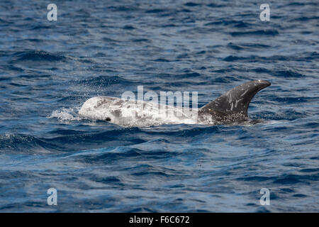 Dauphin de Risso (Grampus griseus) surfacing, Pico, Açores, Océan Atlantique Nord Banque D'Images