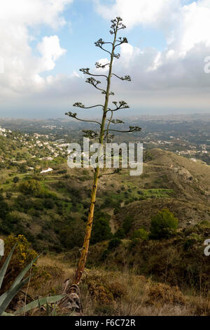 Agave americana, centuryplant en fleur, paysage méditerranéen, et des terres agricoles, la mer Mijas, Fuengirola, Malaga, Espagne. Banque D'Images