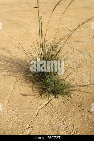 Tussock Grass growing out of crack en tarmac. L'Espagne. Banque D'Images