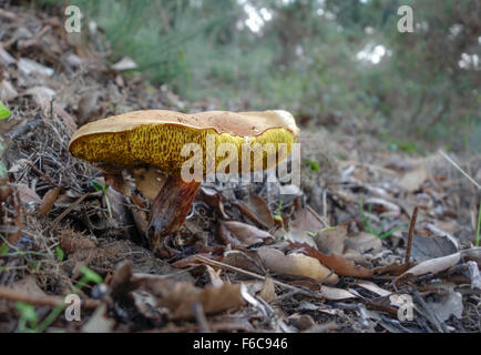 Fissuration rouge Bolet, Xerocomellus chrysenteron, champignons sauvages en forêt. L'Espagne. Banque D'Images