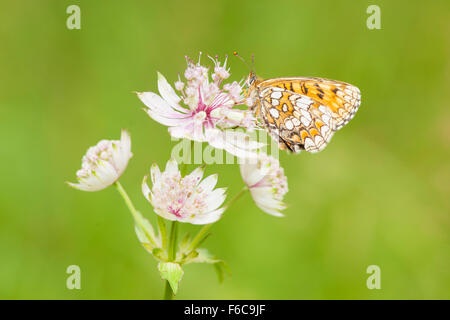 La centaurée noire fritillary (Melitaea phoebe) papillon sur un grand masterwort Astrantia major) (fleur, Haute Savoie, France. Banque D'Images