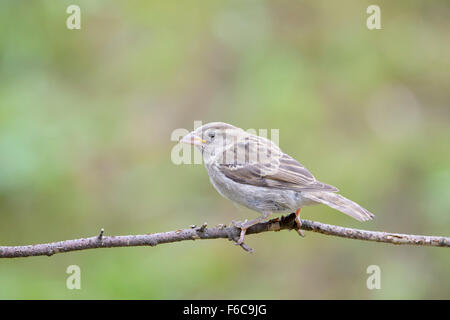 Moineau domestique (Passer domesticus) adulte, perché sur des rameaux, Haute Savoie, France Banque D'Images