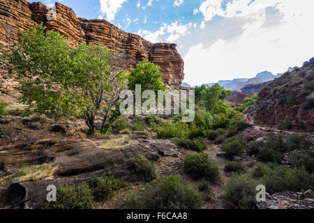 Des arbres à l'intérieur vert Grand Canyon Banque D'Images
