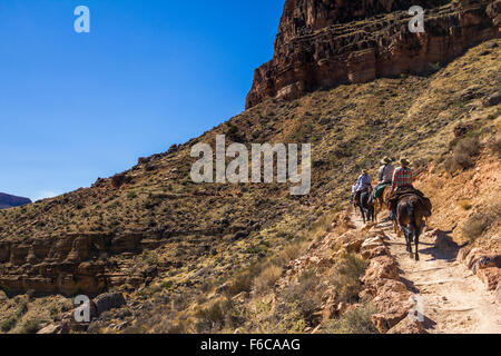 Mulis sur Grand Canyon Trail Banque D'Images