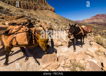 Mulis sur Grand Canyon Trail Banque D'Images