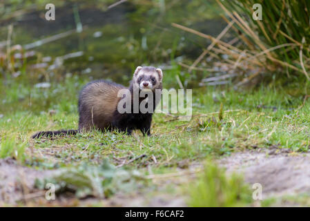 Europaeischer Mustela putorius ,Iltis, le Putois d'Europe Banque D'Images