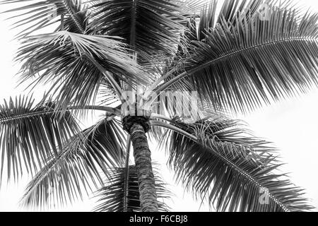 Haut de palmier sur fond de ciel nuageux en noir et blanc Banque D'Images