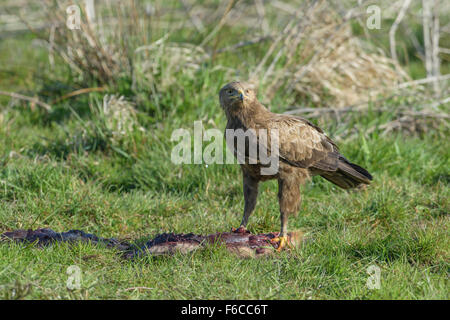 Maennlicher Schreiadler, Aquila pomarina, homme aigle pomarin Banque D'Images