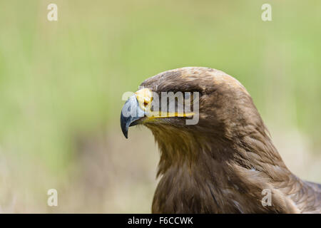 Steppenadler, Aquila nipalensis, Steppe Eagle Banque D'Images