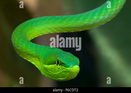 Vigne verte / serpent serpent (pain plat Oxybelis fulgidus / Coluber fulgidus) serpent colubridé arboricole originaire d'Amérique centrale Banque D'Images