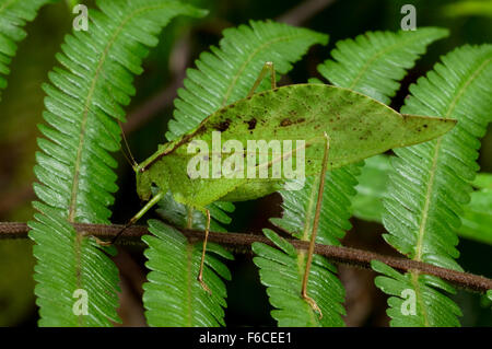 Leaf-imiter katydid (Orophus tesselatus) sur fougère, Costa Rica Banque D'Images