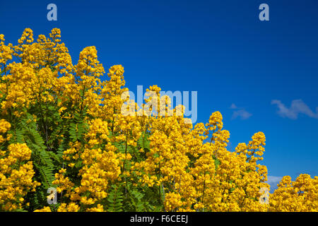 Cassia didymobotrya, Popcorn Cassia senna, le beurre d'Arachide Banque D'Images