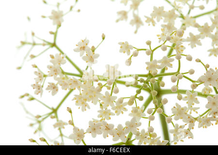 Sambucus nigra (noir, d'un Aîné aîné européenne Européenne ; ; Sureau Sureau noir européen commun ; Elde) isolated on white Banque D'Images