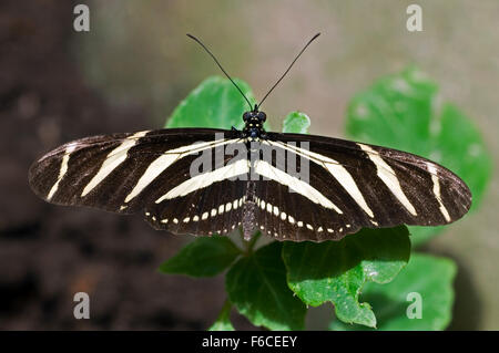 Zebra longwing / zebra heliconian / zebra (papillon Heliconius charithonia / Heliconius charitonius) sur feuille, Costa Rica Banque D'Images