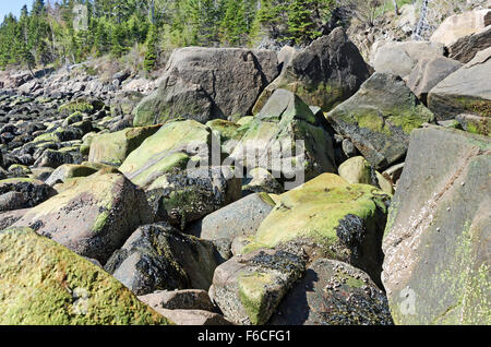 Rochers couverts en algue marine (pb. Ulothrix laetevirens) à marée basse, au début du printemps, la loutre Cove, l'Acadia National Park, Maine Banque D'Images