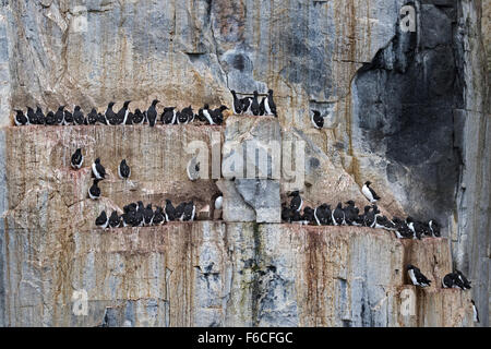 Falaises d'oiseaux Alkefjellet, habitées par des Guillemots de Brünnich Guillemot de Brünnich ou, Hinlopenstretet, Spitsbergen Island Banque D'Images