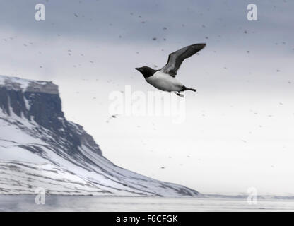 Falaises d'oiseaux Alkefjellet, habitées par des Guillemots de Brünnich Guillemot de Brünnich ou, Hinlopenstretet, Spitsbergen Island Banque D'Images