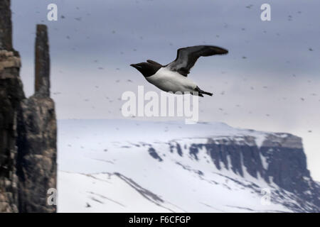 Falaises d'oiseaux Alkefjellet, habitées par des Guillemots de Brünnich Guillemot de Brünnich ou, Hinlopenstretet, Spitsbergen Island Banque D'Images