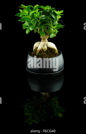 Bonsai, Curtain Fig Tree - Ficus microcarpa, également connu sous le nom de Chinese Banyan, Malayan Banyan, Taiwan Banyan, Indian Laurel Banque D'Images