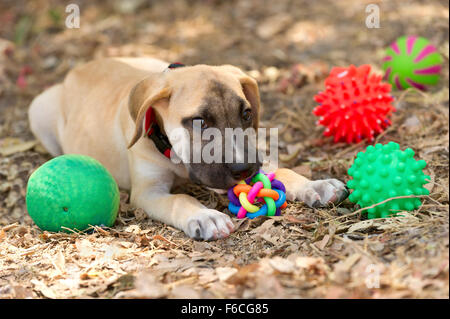 Jouets pour chiens est un mignon chiot chien jouant avec ses jouets nuzzling ses plus préféré. Banque D'Images