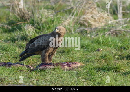 Maennlicher Schreiadler, Aquila pomarina, homme aigle pomarin Banque D'Images