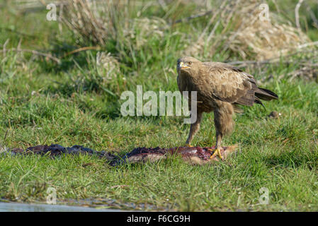 Maennlicher Schreiadler, Aquila pomarina, homme aigle pomarin Banque D'Images