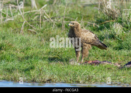 Maennlicher Schreiadler, Aquila pomarina, homme aigle pomarin Banque D'Images