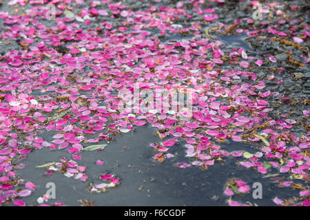 Fleur de printemps rose qui vient de tomber des arbres et se trouve sur la route goudronnée, et des sentiers. Banque D'Images