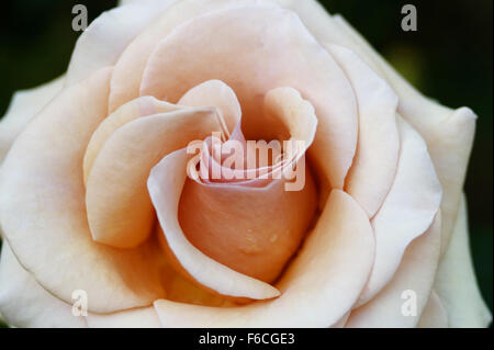 La photo en gros plan d'une Monroe Rose Banque D'Images