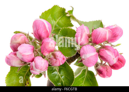 Fleurs de pommier et isolé sur fond blanc Banque D'Images