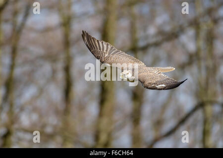 Sakerfalke, Falco cherrug, Faucon sacre Banque D'Images