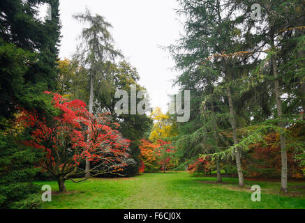 La Clairière Acer à Westonbirt Arboretum. Le Gloucestershire. L'Angleterre. UK. Banque D'Images