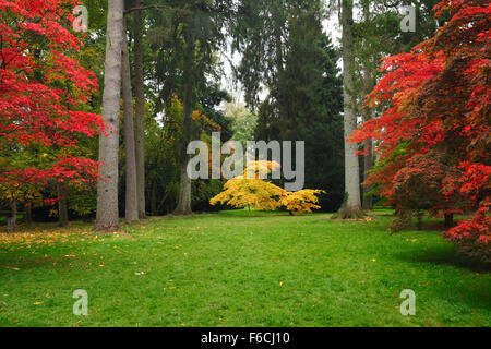 La Clairière Acer à Westonbirt Arboretum, automne. Le Gloucestershire. L'Angleterre. UK. Banque D'Images